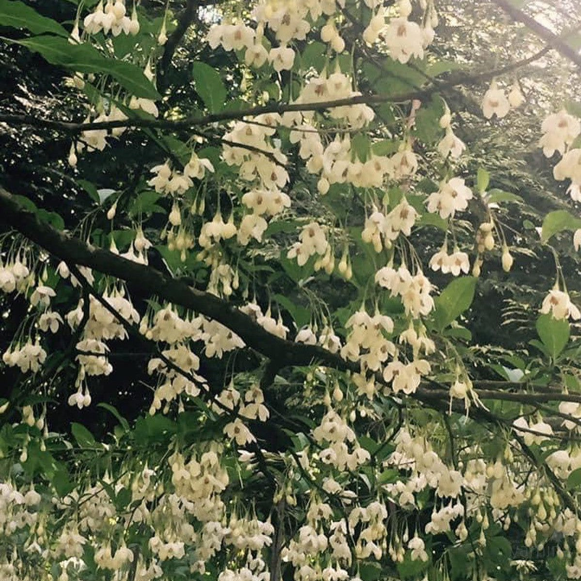 Styrax japonica 1