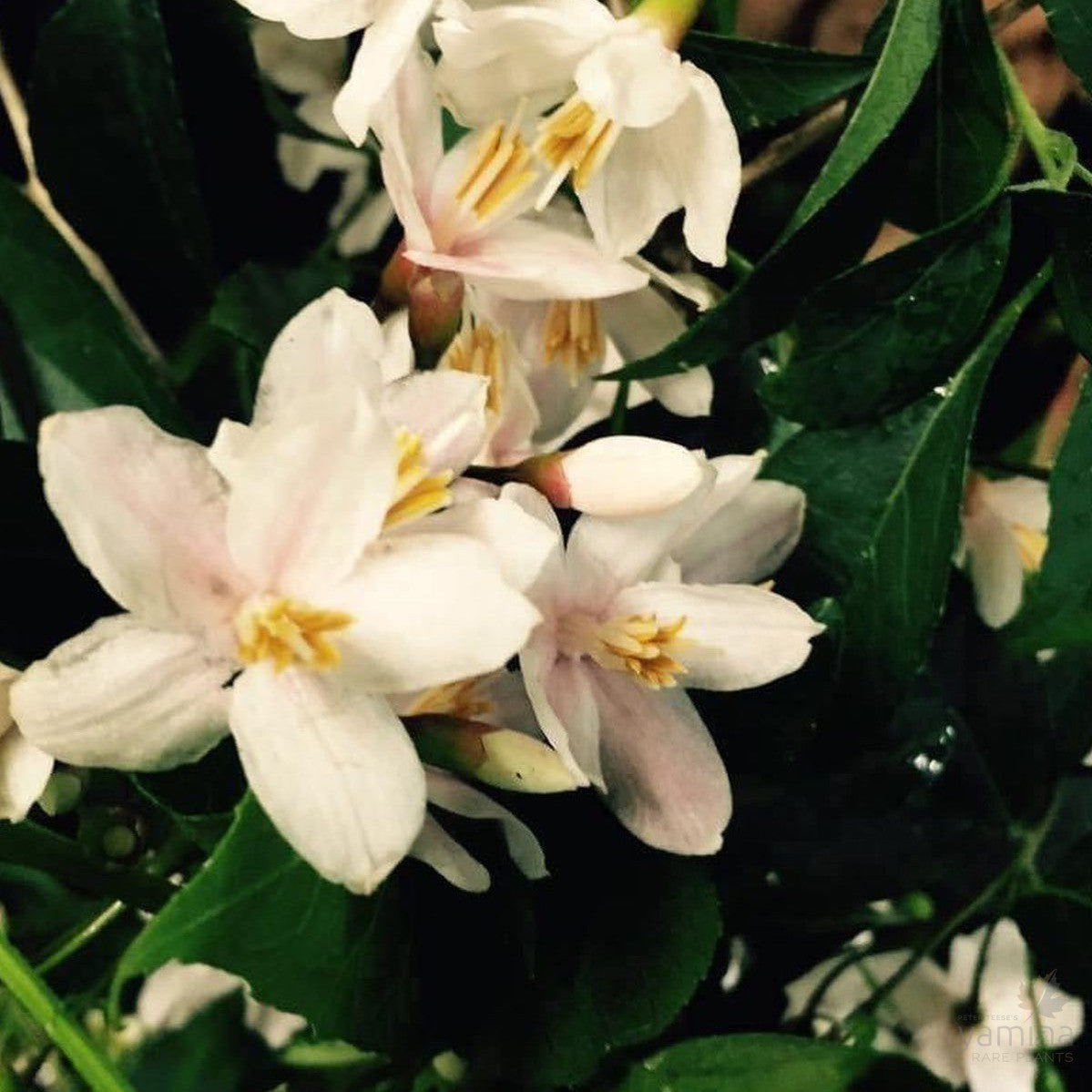 Styrax japonica 2