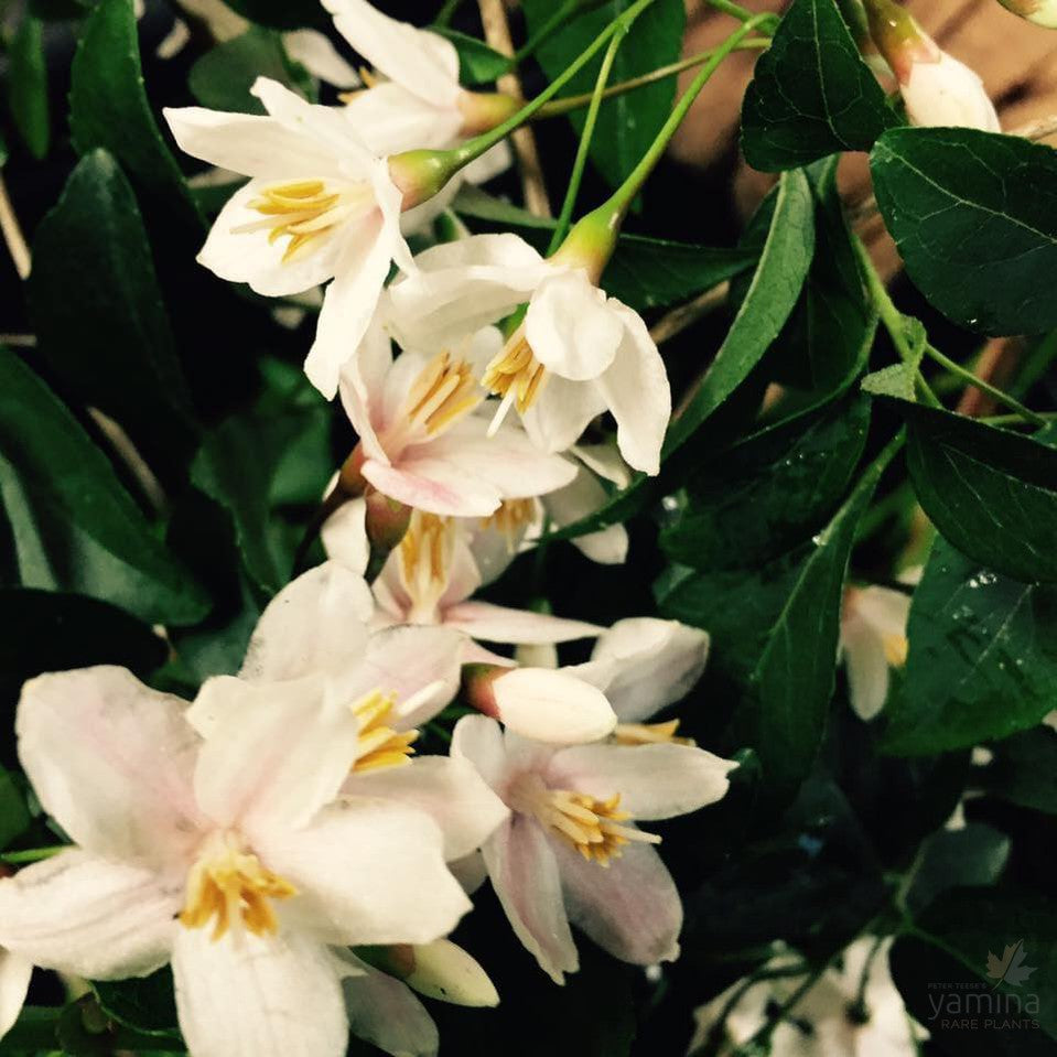 Styrax japonica 4