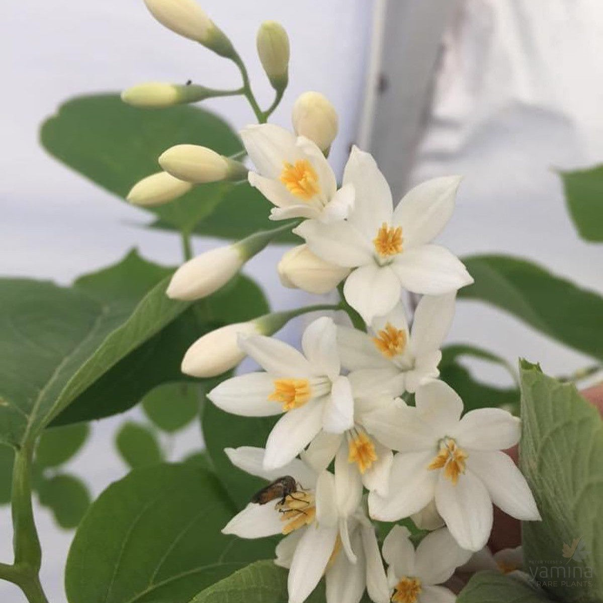 Styrax obassia 1