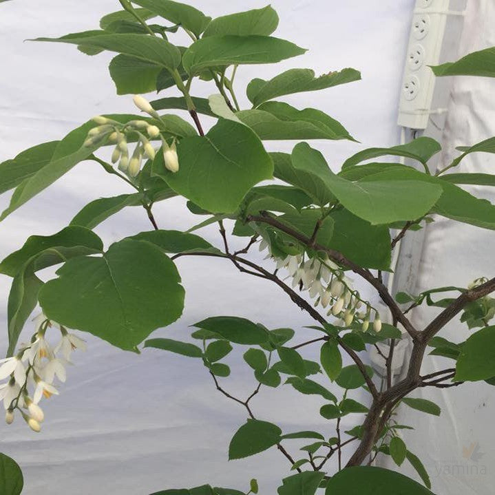 Styrax obassia 5