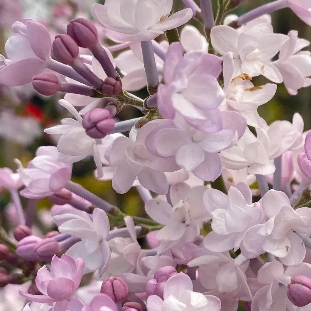 Syringa Annabel