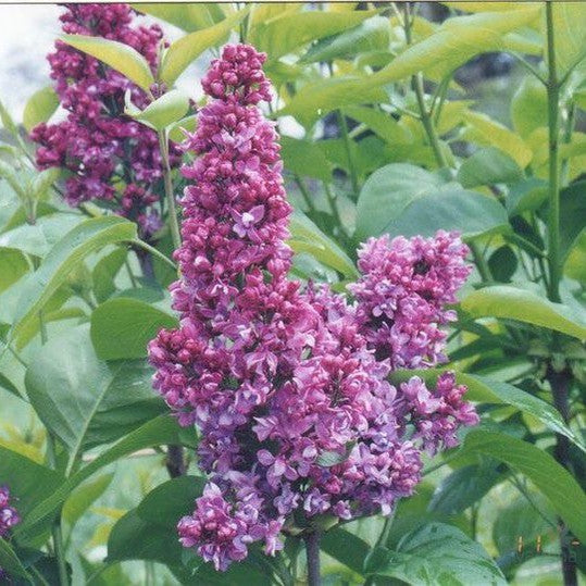 Syringa vulgaris 'Charles Joly'-Yamina Rare Plants