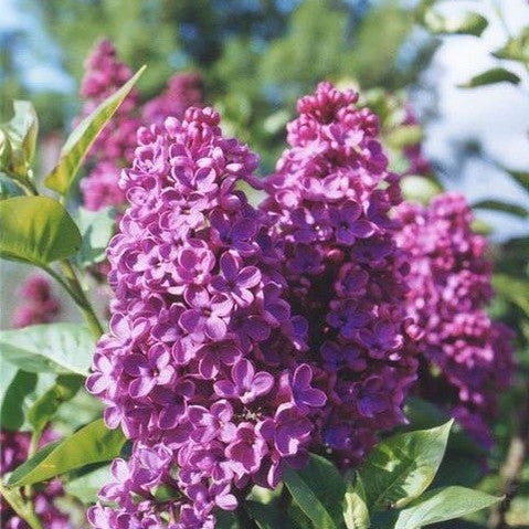 Syringa vulgaris Congo-Yamina Rare Plants