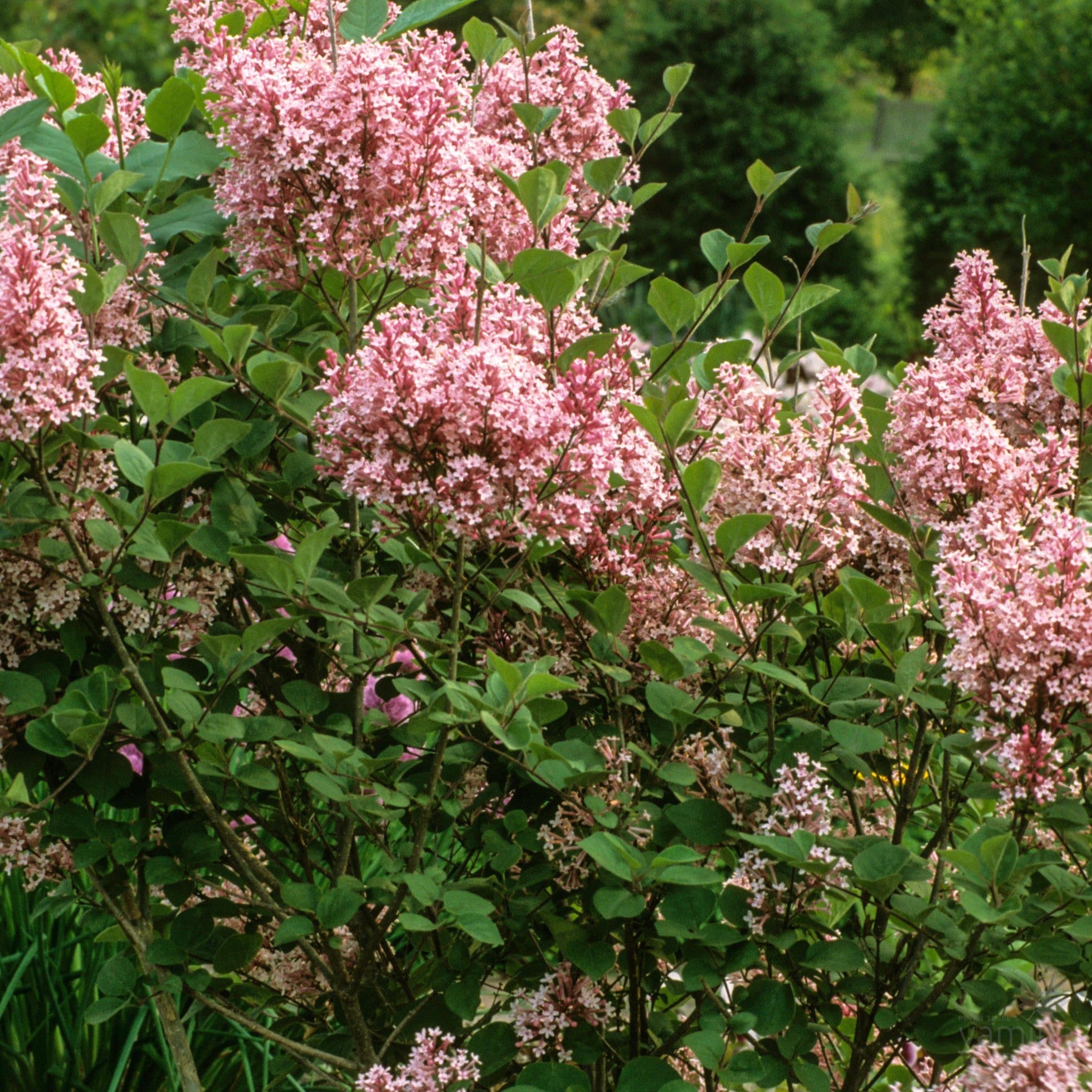 Syringa x Bailbelle-Yamina Rare Plants