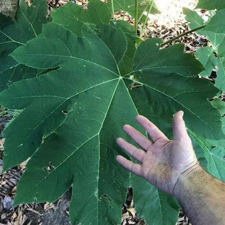 Tetrapanax papyrifera 1