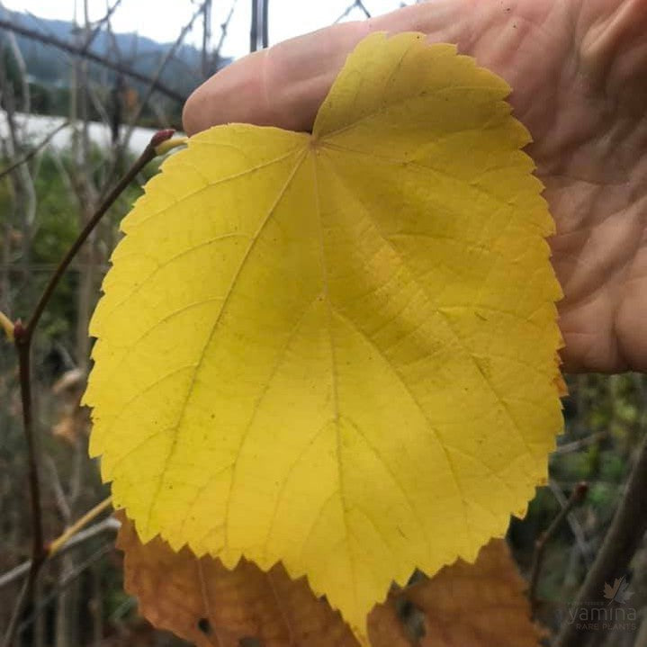 Tilia americana 1