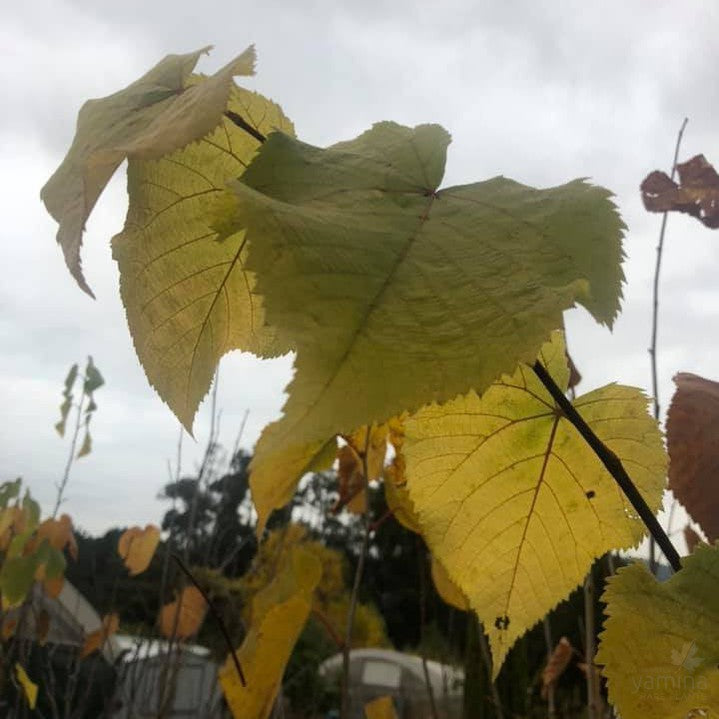 Tilia americana 2