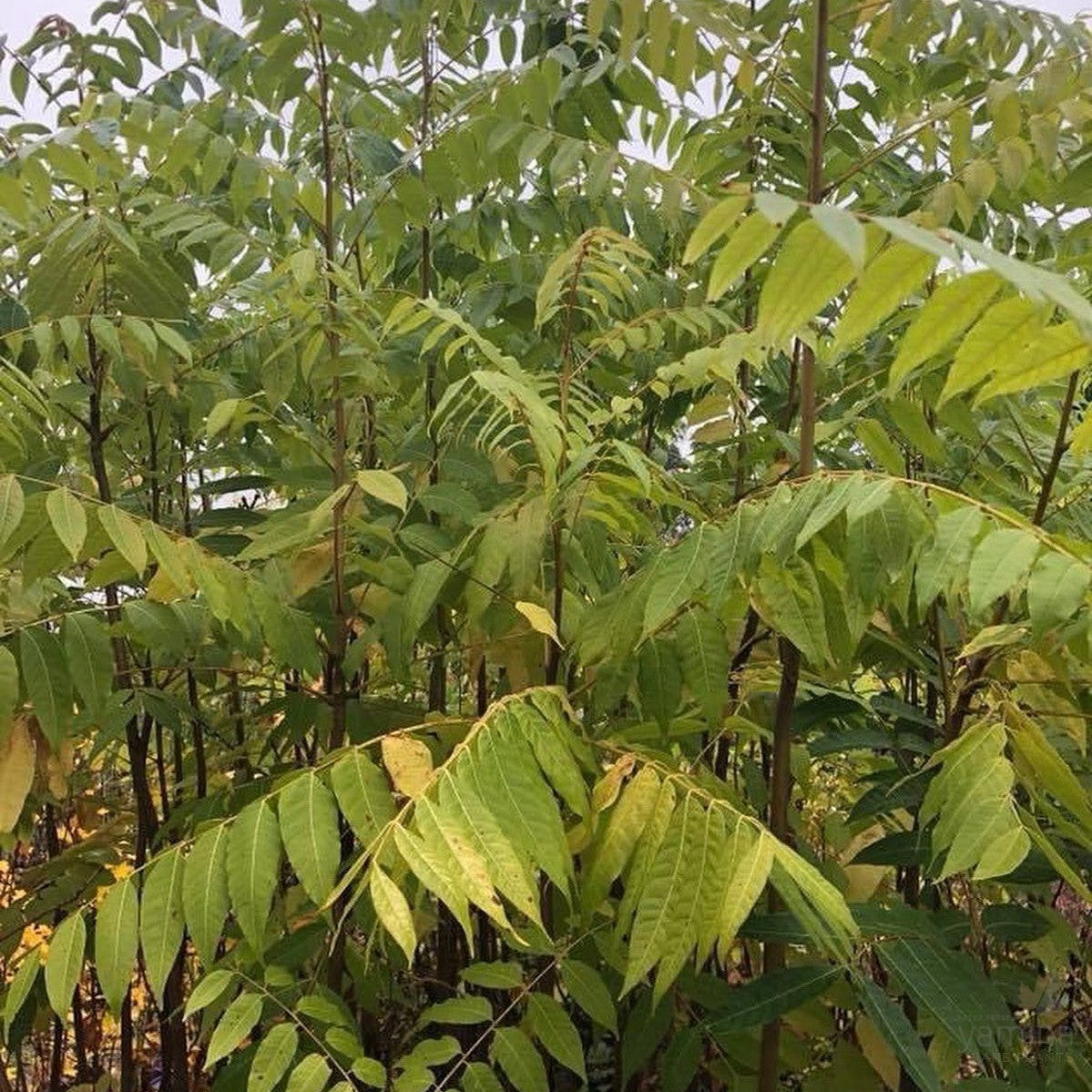 Toona ciliata (syn Australis)