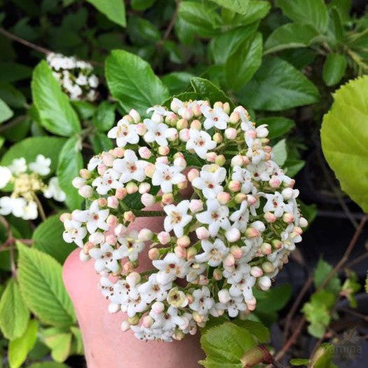 Viburnum Eskimo 1