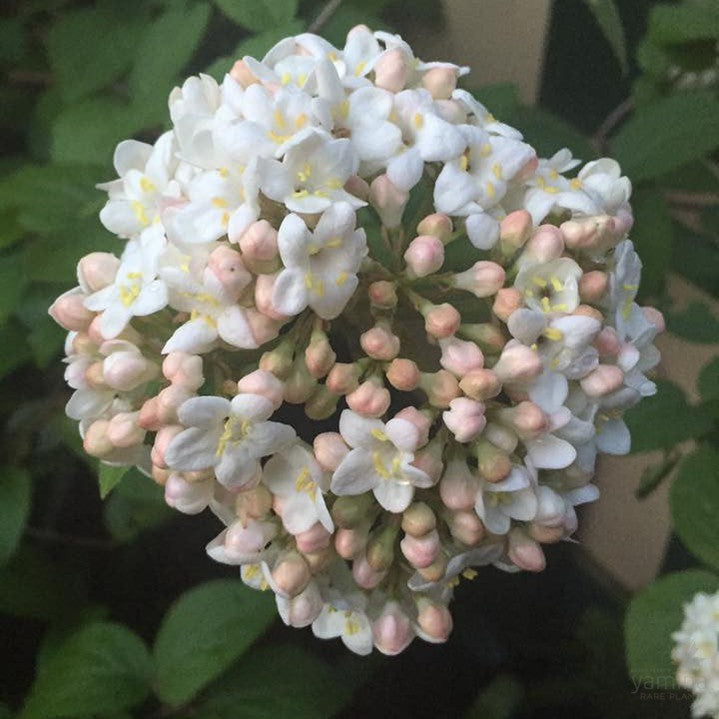 Viburnum carlcephalum 1