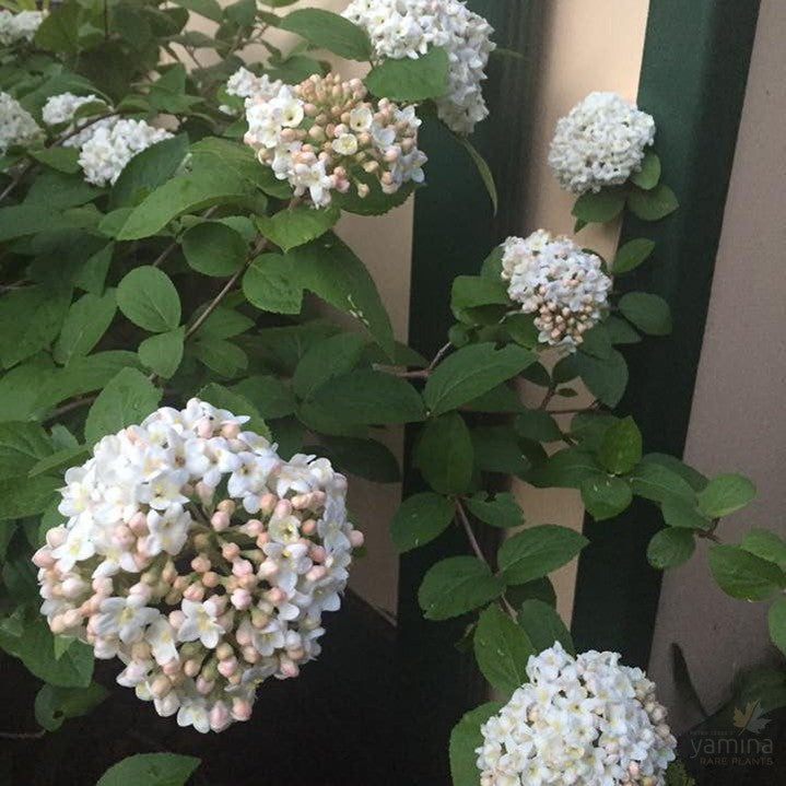 Viburnum carlcephalum 2