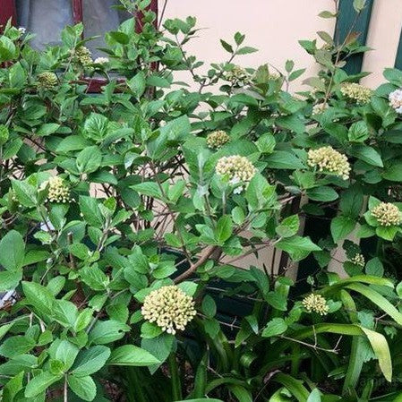 Viburnum carlcephalum 4