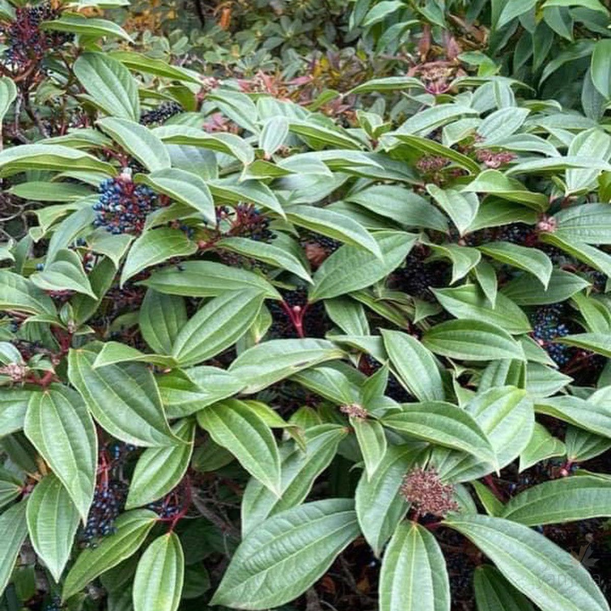 Viburnum davidii 1