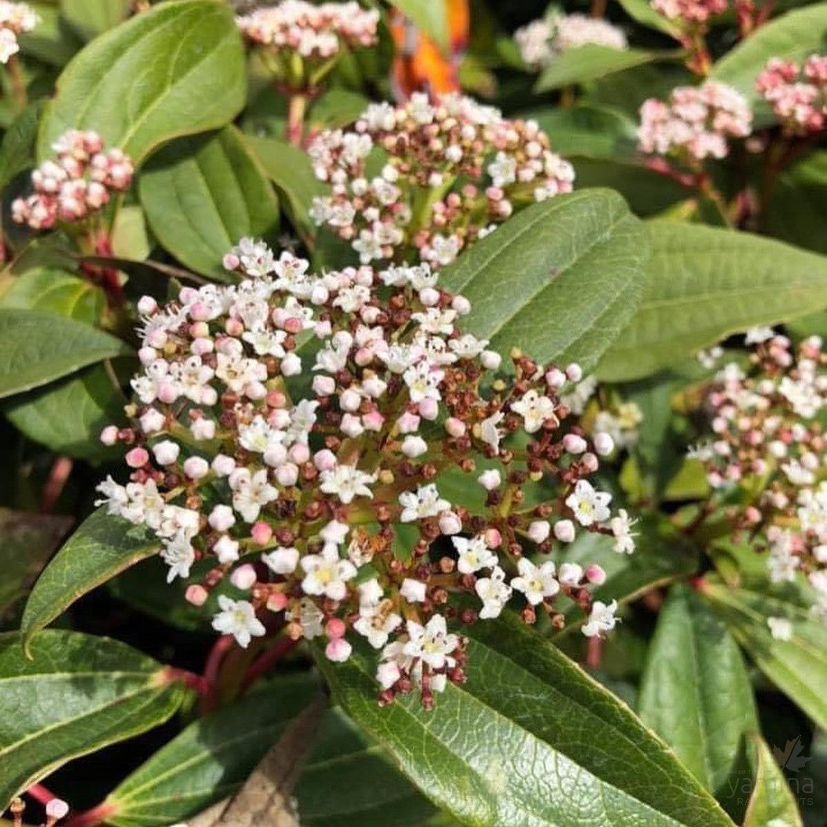 Viburnum davidii 2