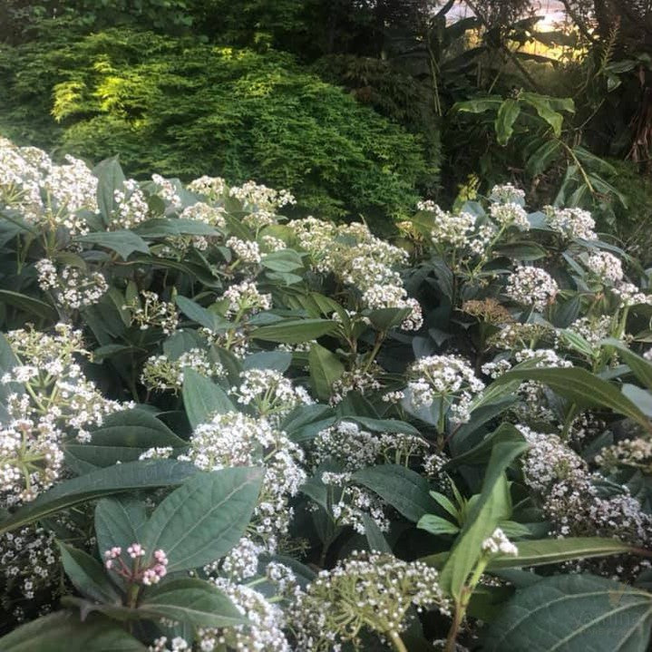 Viburnum davidii 5