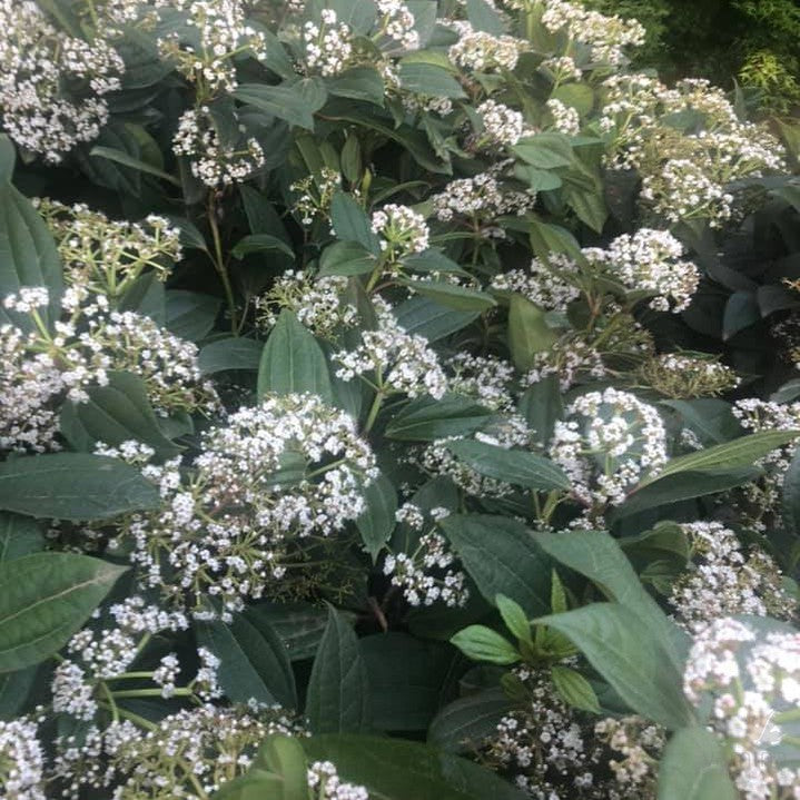 Viburnum davidii 6