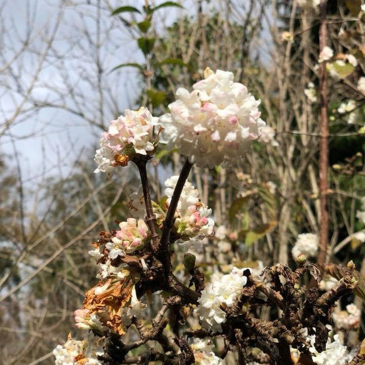 Viburnum farreri 1