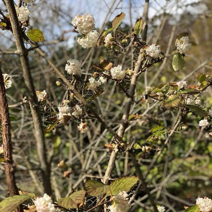 Viburnum farreri 2