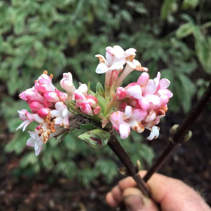 Viburnum farreri 3