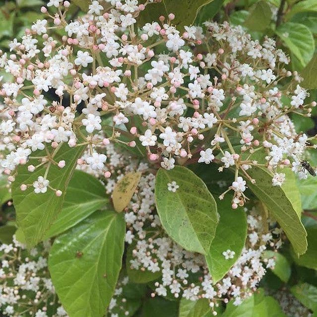 Viburnum japonicum 1