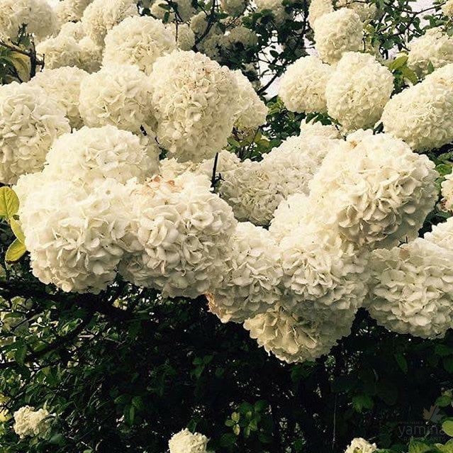 Viburnum macrocephalum 1