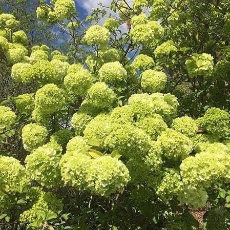 Viburnum macrocephalum 2