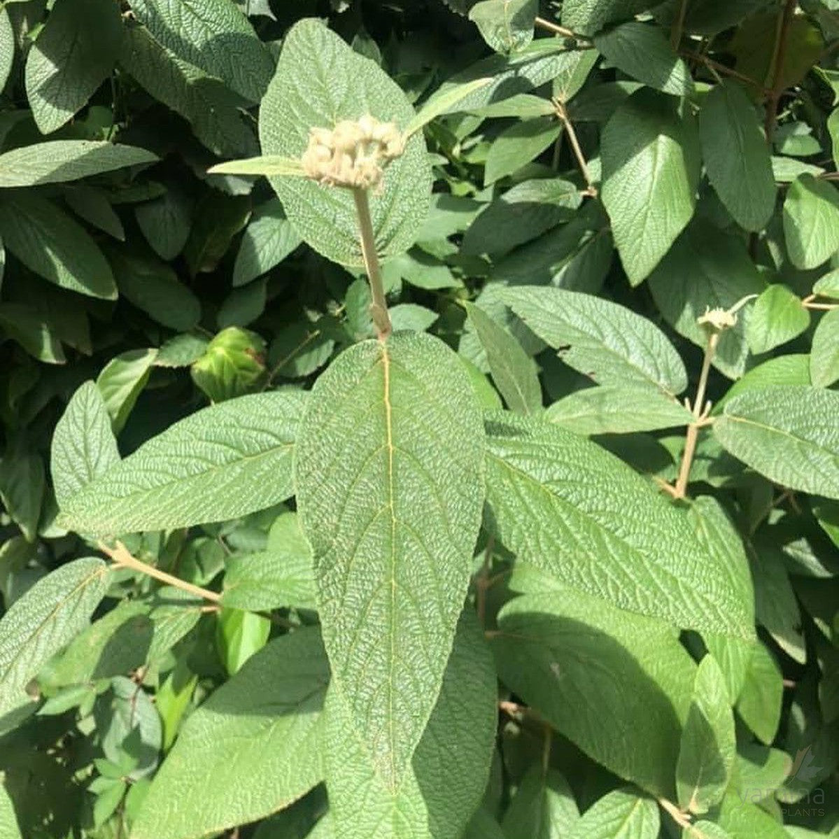 Viburnum rhytidophyllum 2