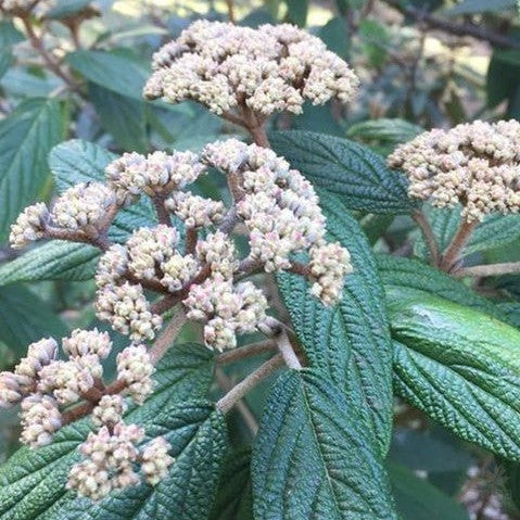 Viburnum rhytidophyllum 3