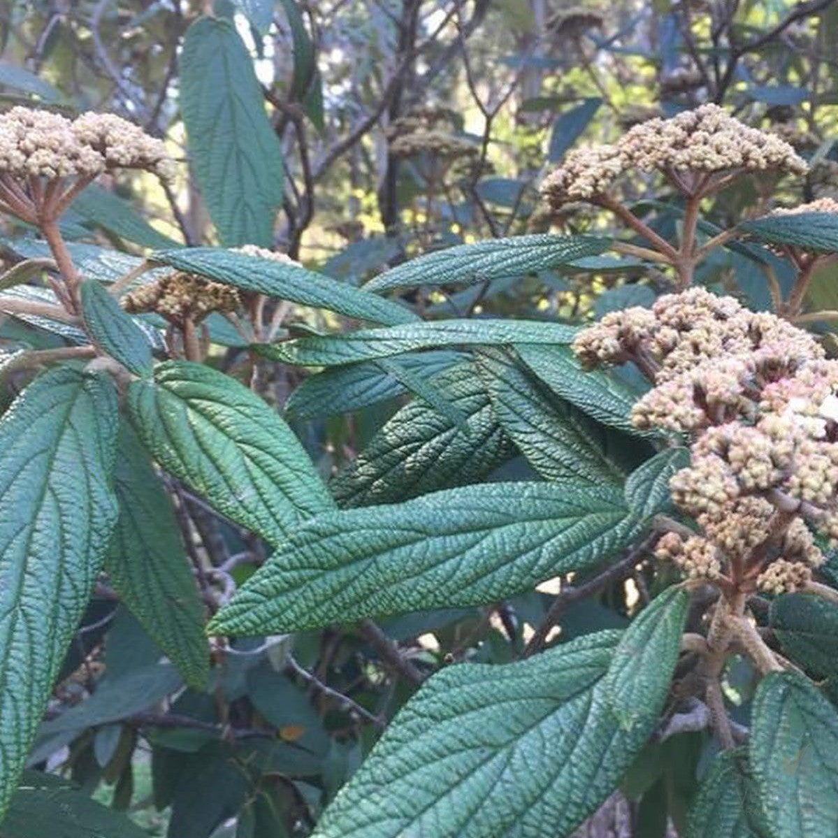 Viburnum rhytidophyllum 4