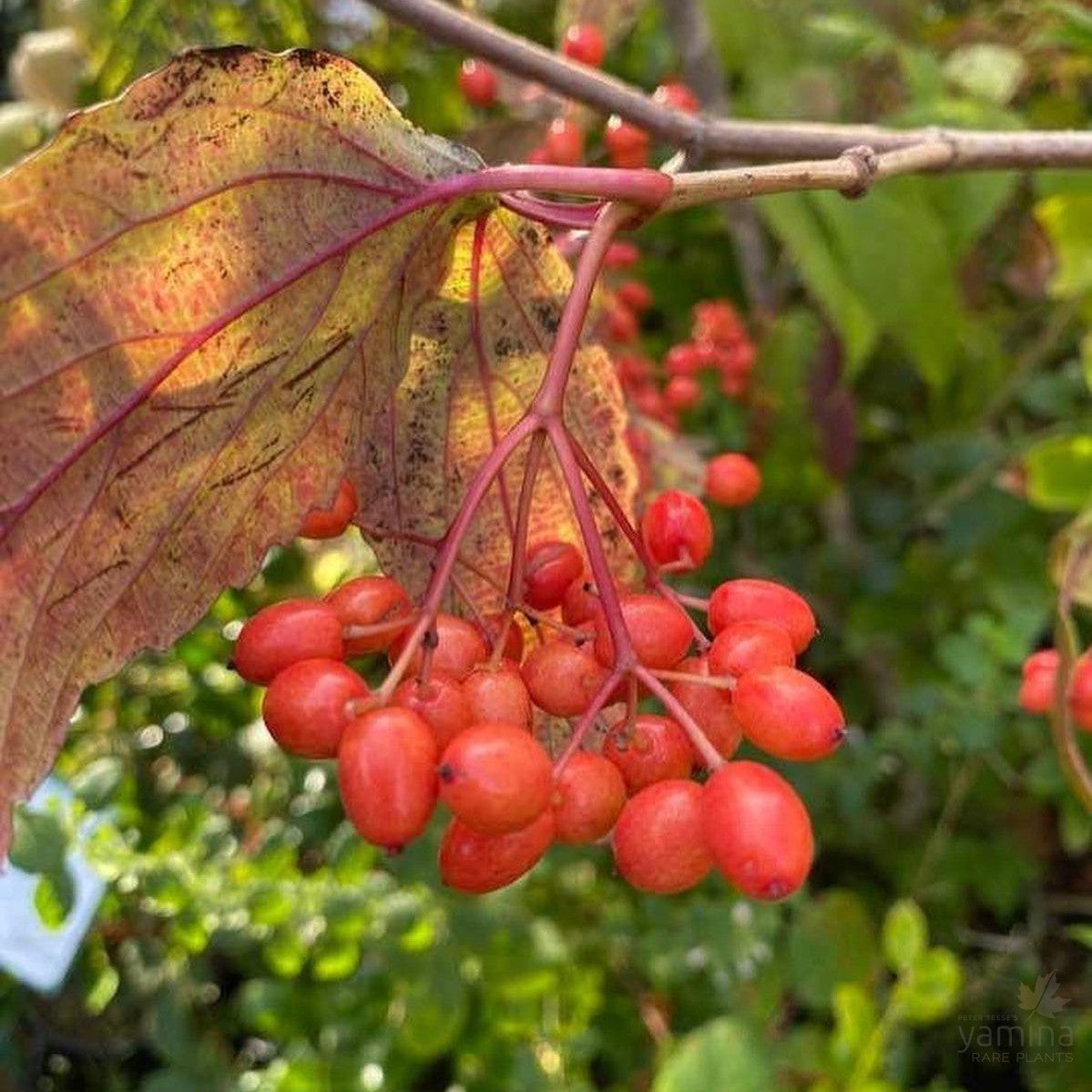 Viburnum setigerum 1