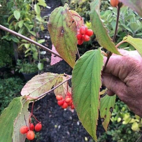 Viburnum setigerum 2