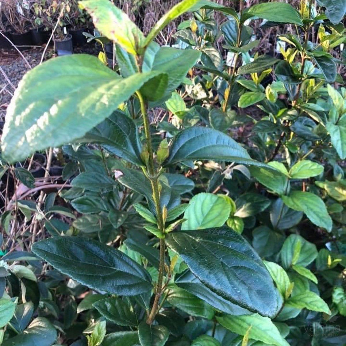 Viburnum suspensum 1