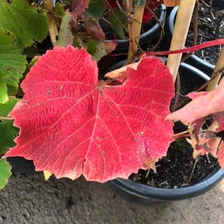 Vitis coignetiae 1