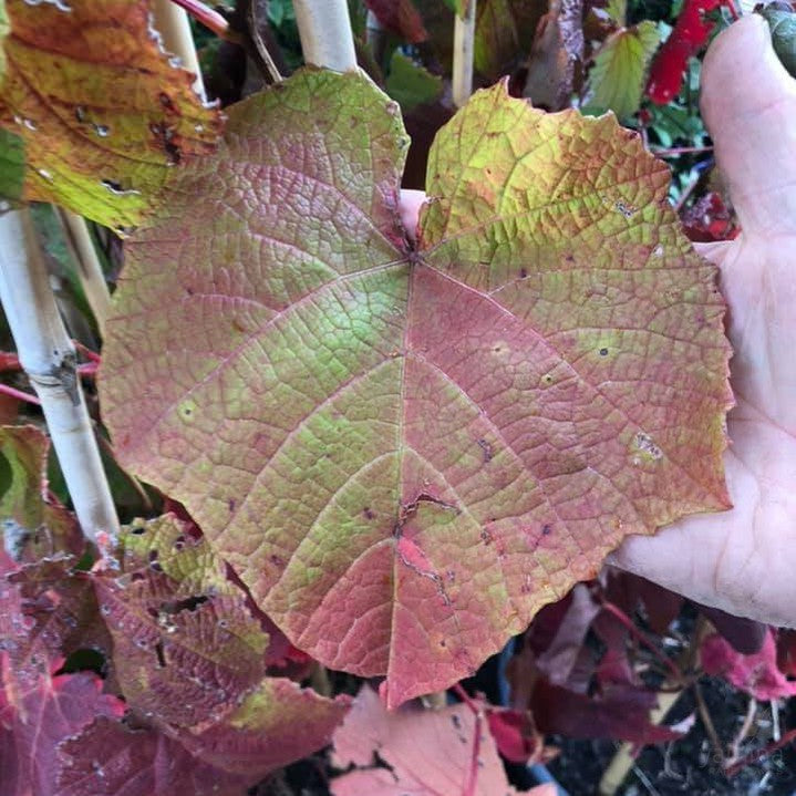 Vitis coignetiae 3