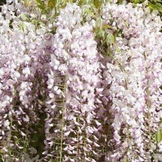 Wisteria sinensis Rosea