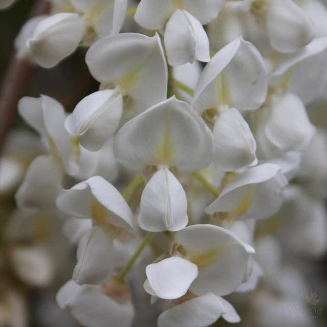 Wisteria venusta 1