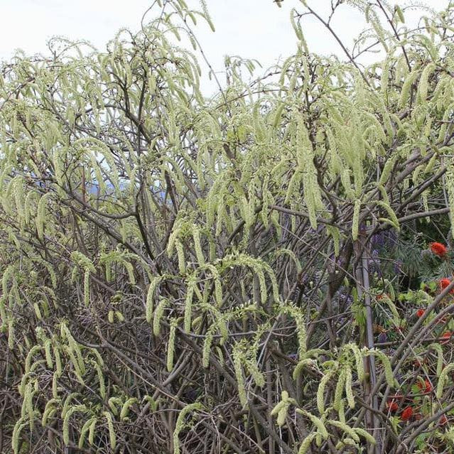 Wisteria venusta 2