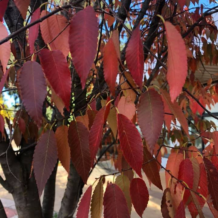 Zelkova serrata 2