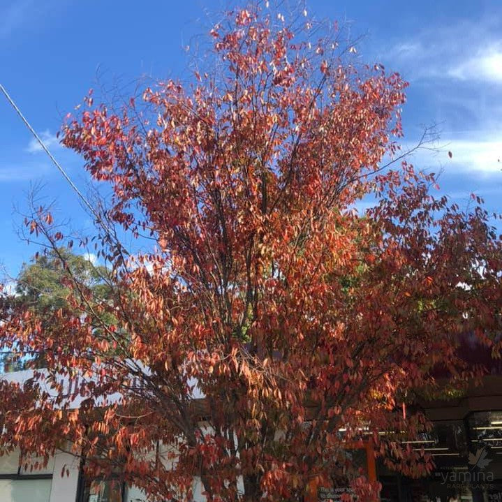 Zelkova serrata 3