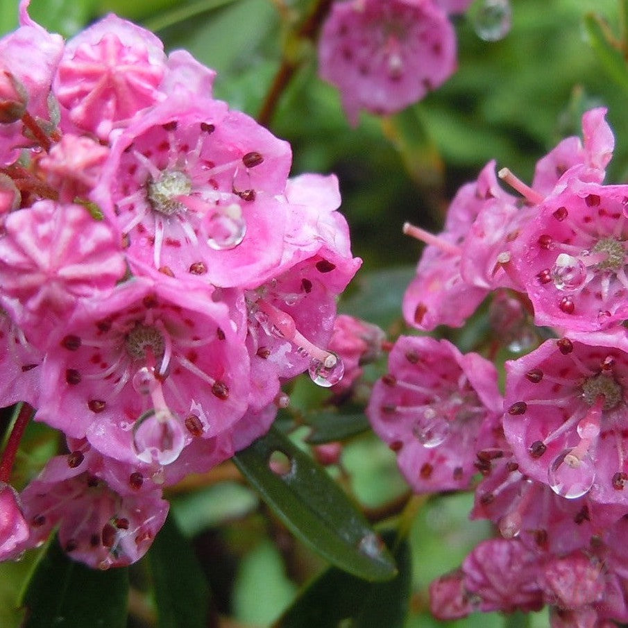 Kalmia angustifolia Nana-Yamina Rare Plants